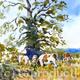 Cattle and Trees