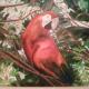 Parrot. Beautiful exotic…