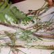 nature composition | | | Pupils explore primary resources & create compositions. Natural found objects are later used in clay nature composition