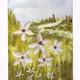 Daisies | £30 | 21 x 31cm | Watercolour Daisies