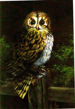 Tawny Owl