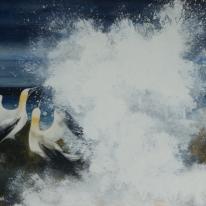 Cape Gannets