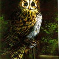 Tawny Owl