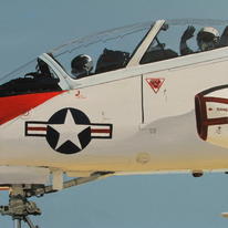 goshawk1