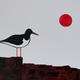Oystercatcher