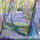 Bluebell Wood