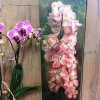 Matthiola Incana, Stock