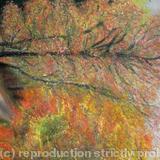 Autumn Colours II Print - Blank Greetings Card Print from Original Soft Pastel