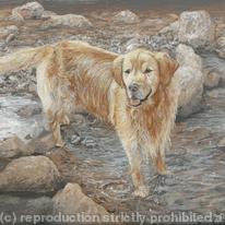 Golden Retriever 