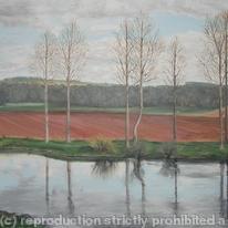 Poplars on The Tweed
