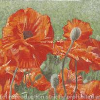 Poppies