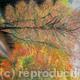 Autumn Colours II Ferniehirst | ¥18300 | | Soft Pastel on Ingres Paper Autumn Colours II Ferniehirst