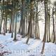 Winter Light In Torsonce… | ¥29400 | | Acrylic on Board Winter Light In Torsonce…