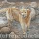 Golden Retriever | (sold) | | Acrylic on Canvas sheet Golden Retriever