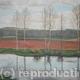 Poplars on The Tweed