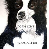 BORDER COLLIE