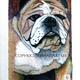 JOHNS BULLDOG COPYRIGHT
