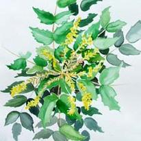 February, Mahonia