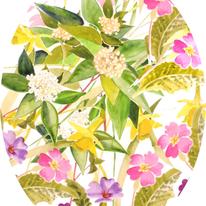 Spring flowers 