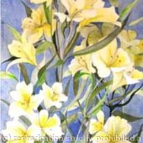 Lillies
