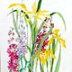 June, irises and flocks | £100 | 38 x 58cm | watercolour June, irises and flocks