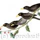 Four Colly Birds