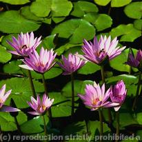 Water lilies