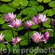 Water lilies | £289 | 300 x 300cm | oil on canvass Water lilies