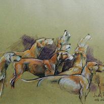 foxhound-drawings-001