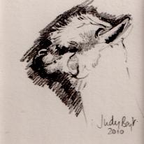 drawing-alpaca