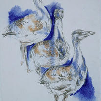 great_bustard