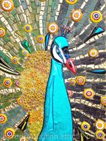 Peacock 1