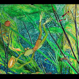 full frog image copy - 