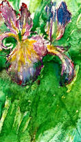 Purple Iris