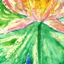waterlily
