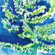 blue fern