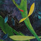 kelp - detail 2