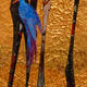 blue-bird savannah -…