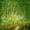 Green Wood