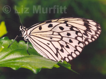 Tree Nymph