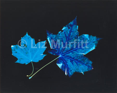 Leaves