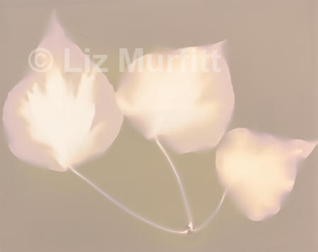 Ivy leaves