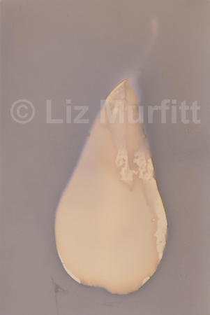 Pear (sunprint)