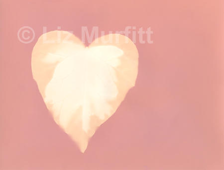 Pink Heart