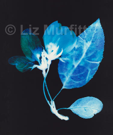 Tree Blossom