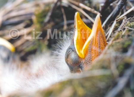 Young Thrush