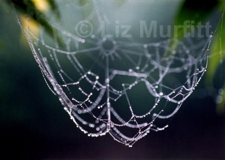 Cobweb