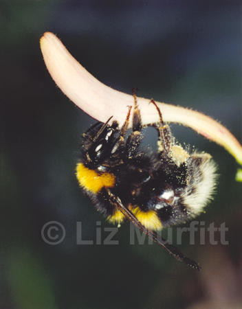 White Tailed Bumble Bee