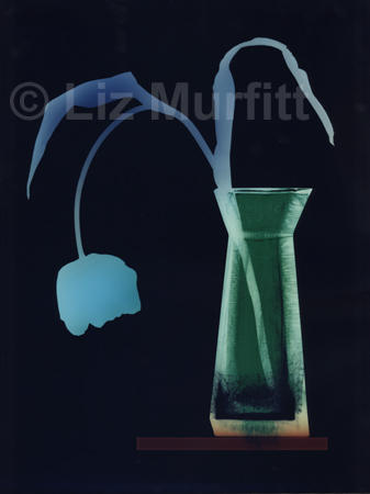 Tulip 2