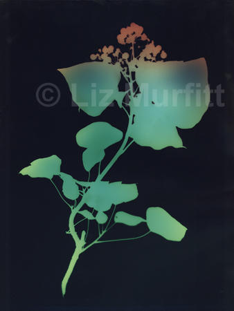 Ivy 1